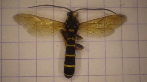 Metopius dentatus